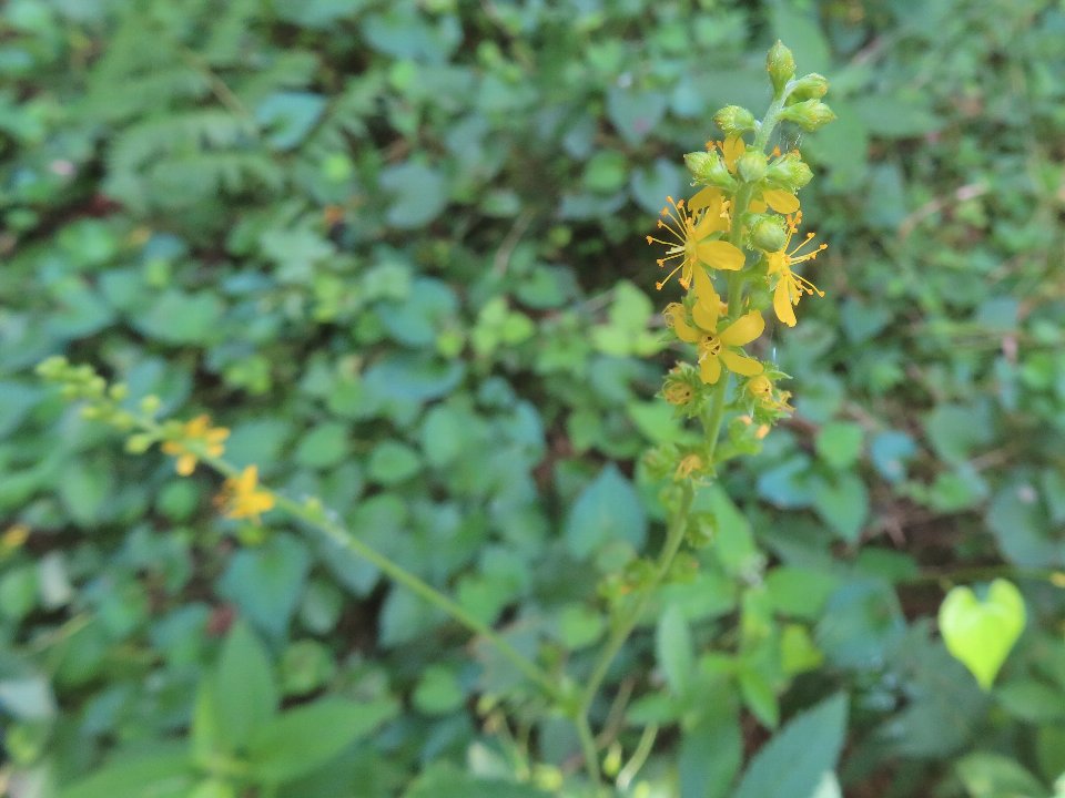 小山内裏公園260810キンミズヒキ (1)