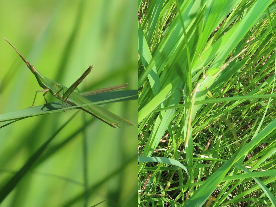 小山内裏公園260810ショウリョウバッタ♂♀
