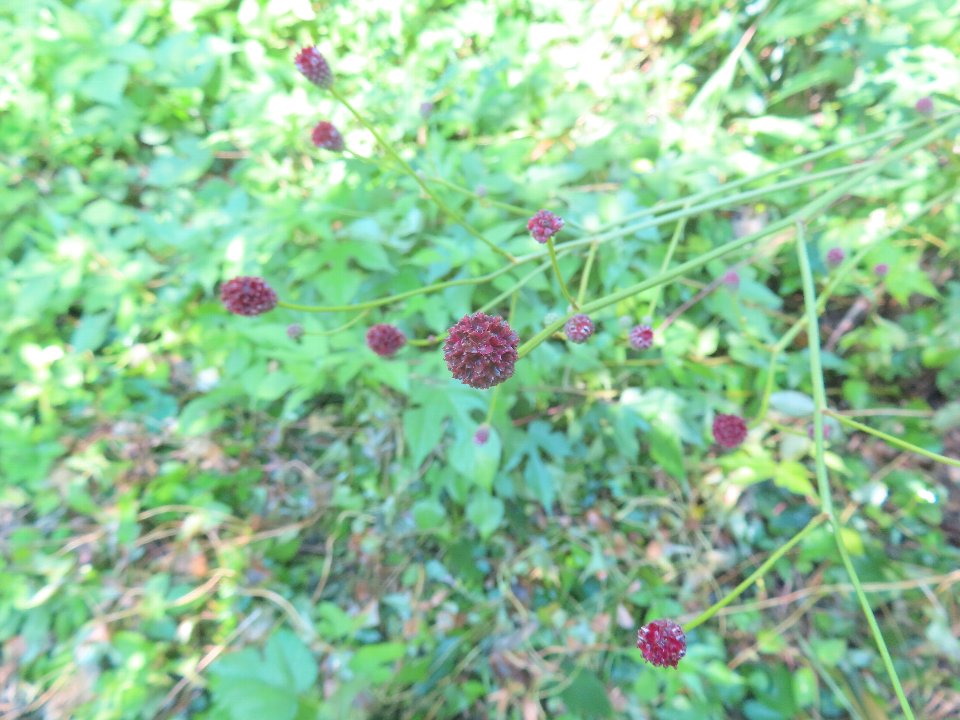 小山内裏公園260810ワレモコウ (1)