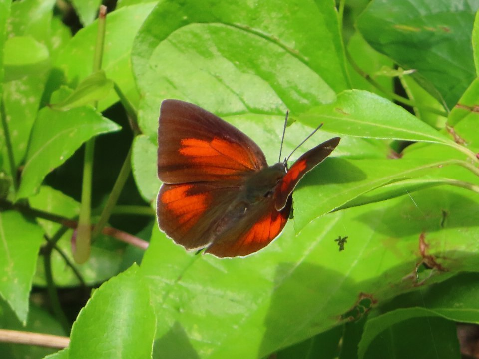 小山内裏公園260816ウラギンシジミ♂
