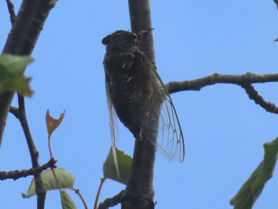 小山内裏公園260816クマゼミ