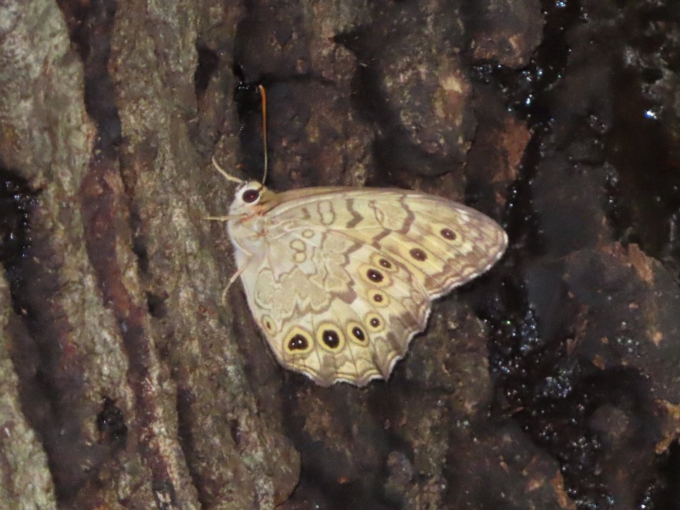小山内裏公園260816サトキマダラヒカゲ