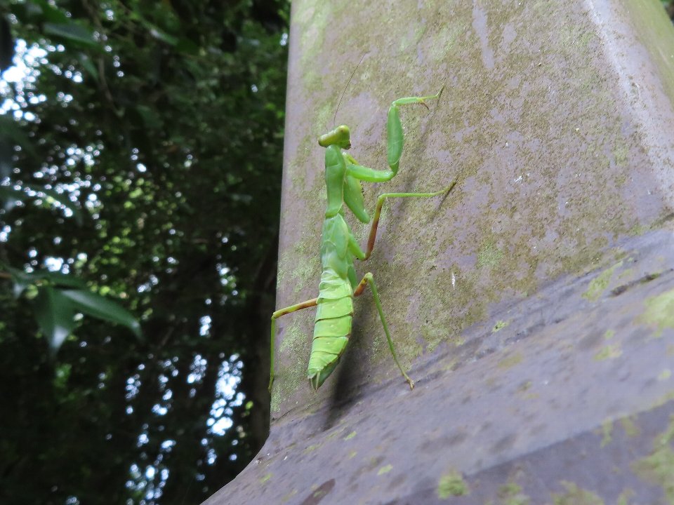 小山内裏公園260816ハラビロカマキリ幼虫