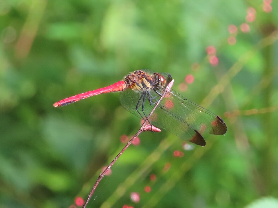 小山内裏公園260816リスアカネ