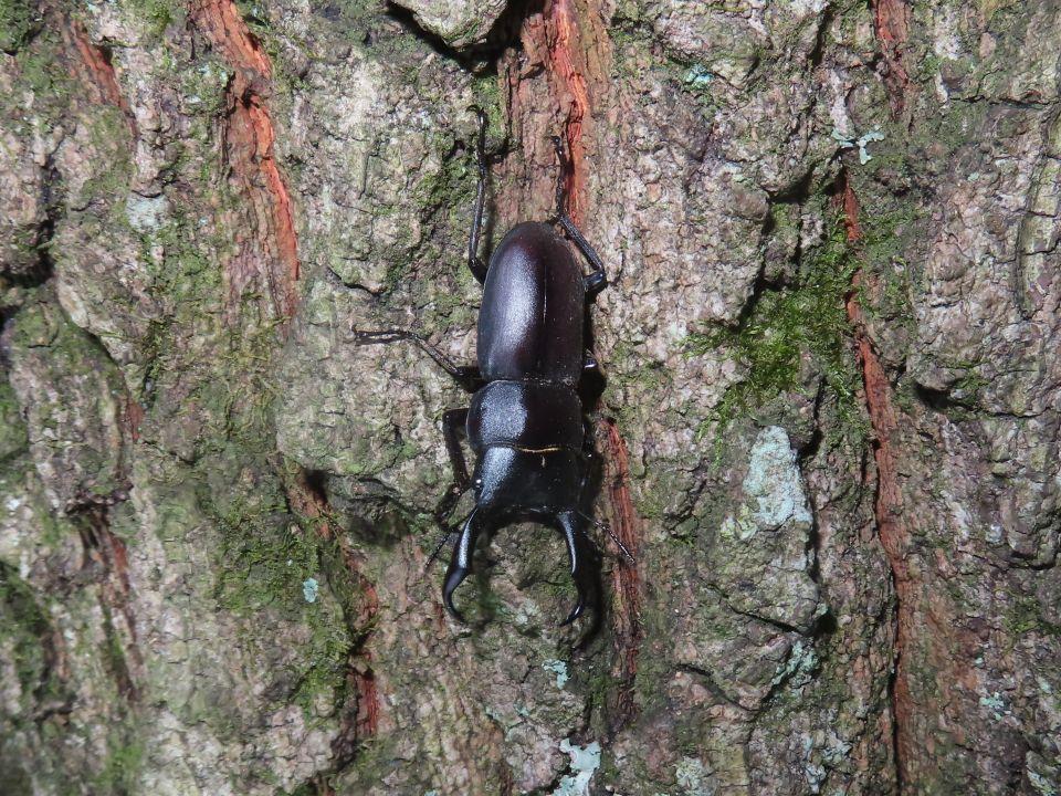 小山内裏公園260821コクワガタ♂ (1)