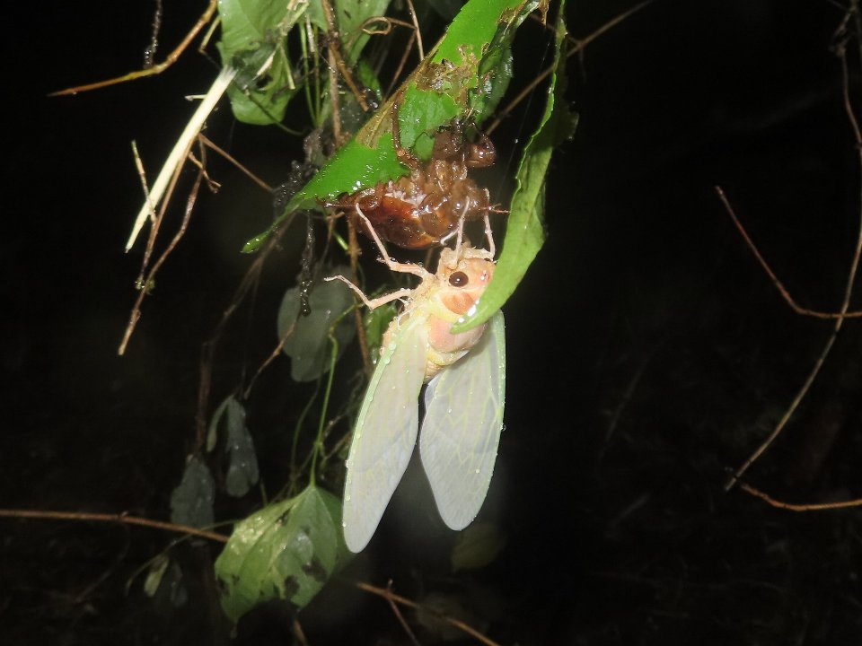 小山内裏公園260822アブラゼミ羽化
