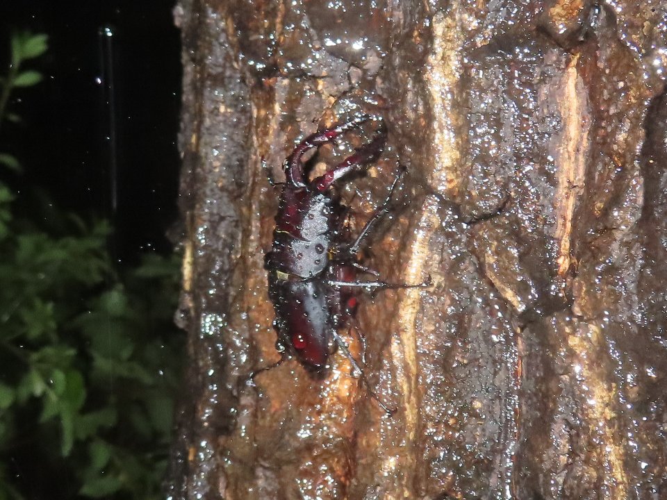 小山内裏公園260822ノコギリクワガタ♂