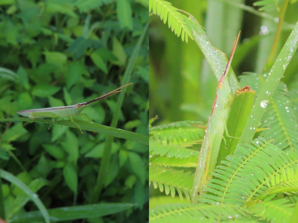 小山内裏公園260823ショウリョウバッタモドキ♂♀