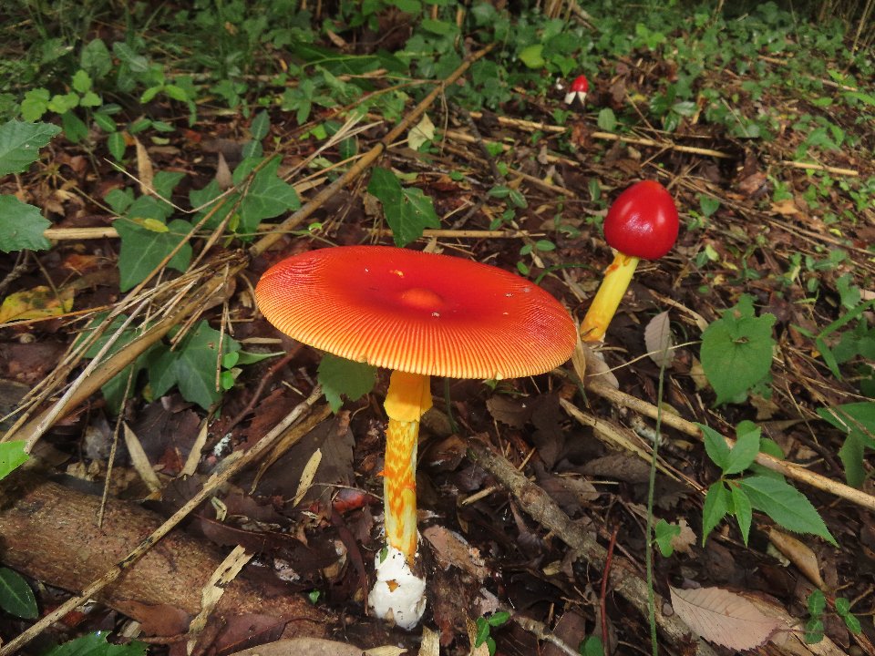 小山内裏公園260823タマゴタケ (3)