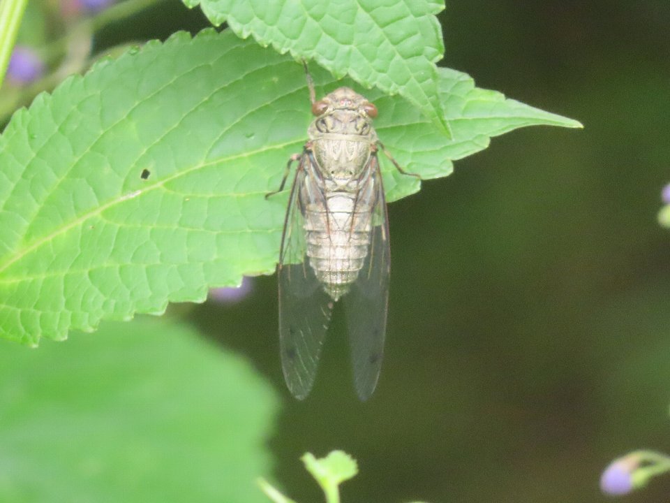 小山内裏公園260823ツクツクボウシ