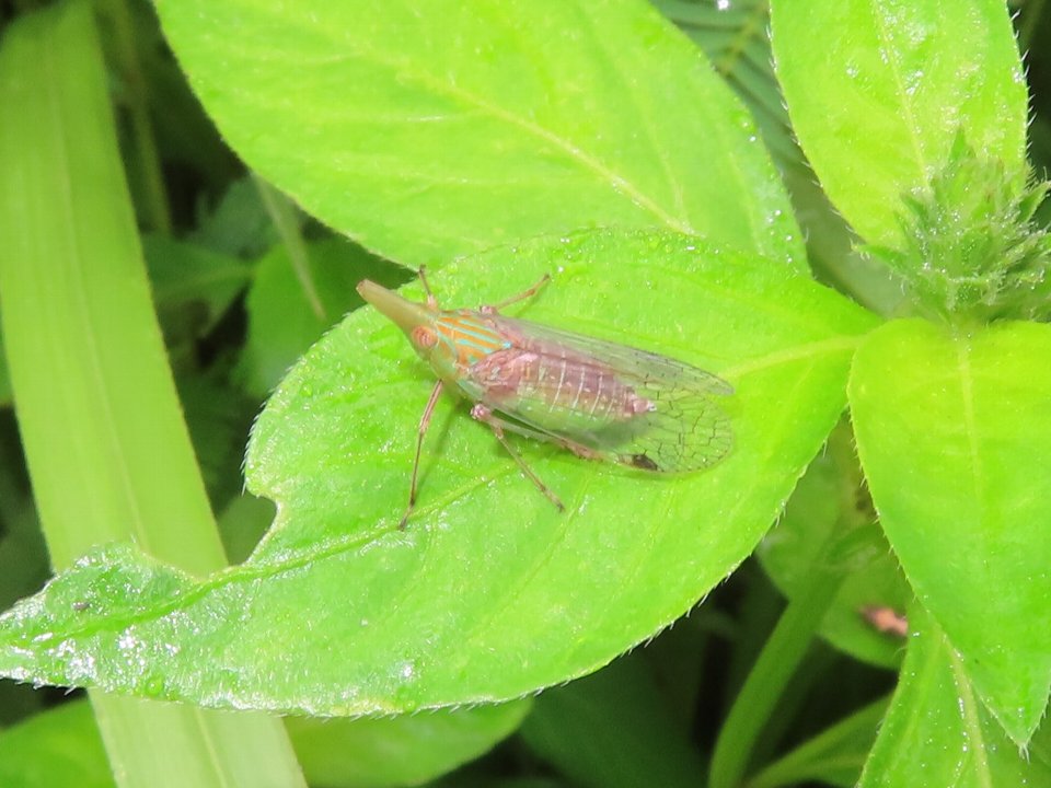 小山内裏公園260823テングスケバ