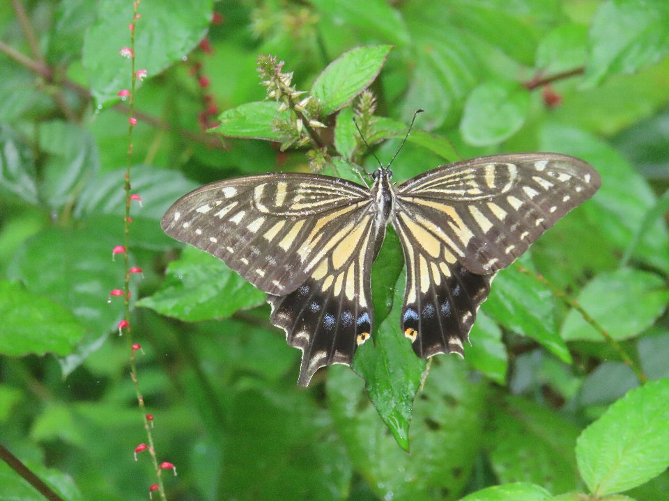 小山内裏公園260905アゲハチョウ