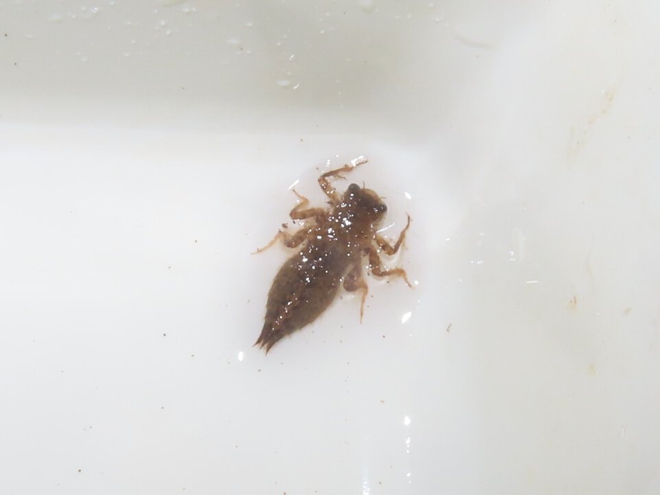 小山内裏公園260905オニヤンマのヤゴ