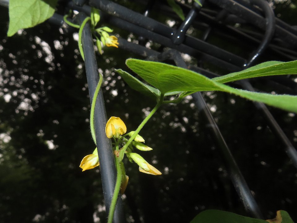 小山内裏公園260905トキリマメ (1)
