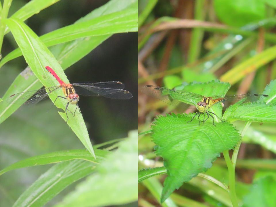 小山内裏公園260905ヒメアカネ♂♀