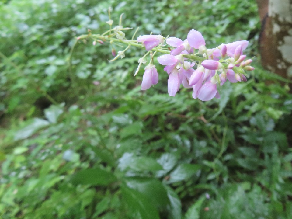 小山内裏公園260905フジカンゾウ (1)