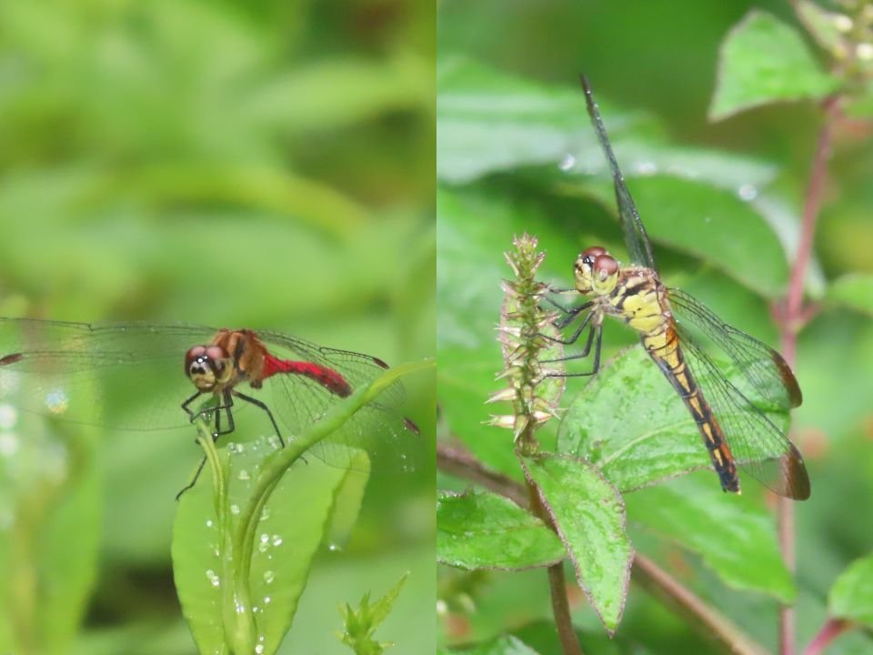 小山内裏公園260905マユタテアカネ♂♀