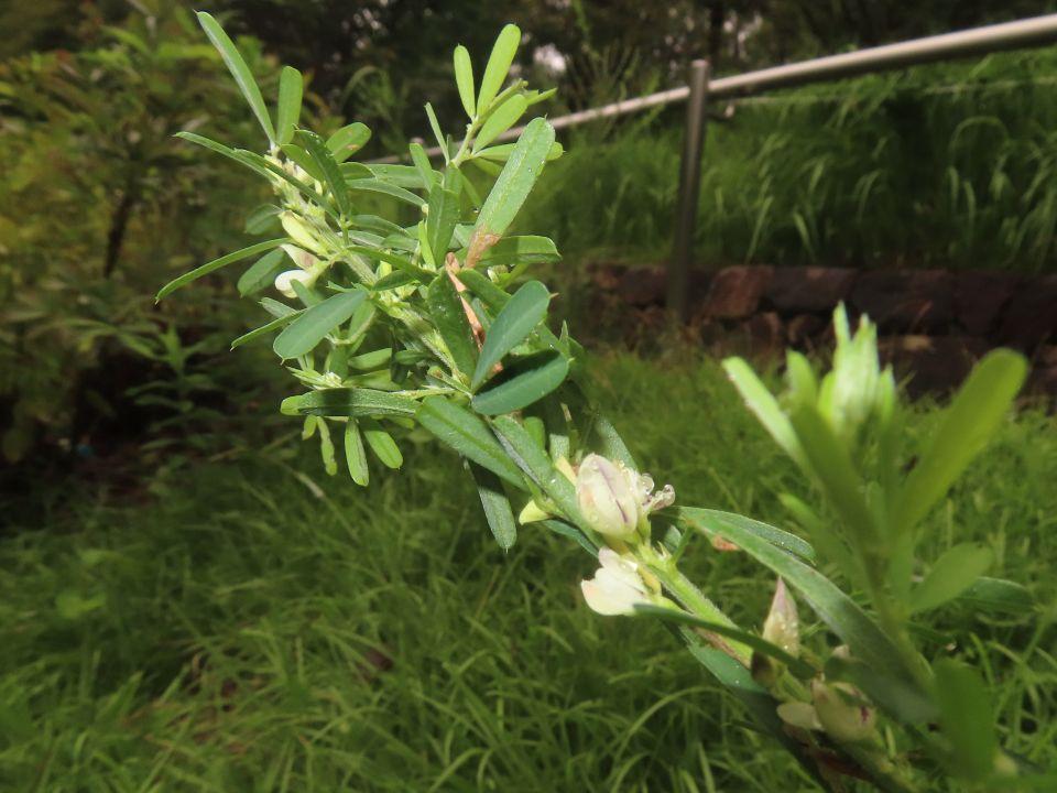 小山内裏公園260905メドハギ (1)