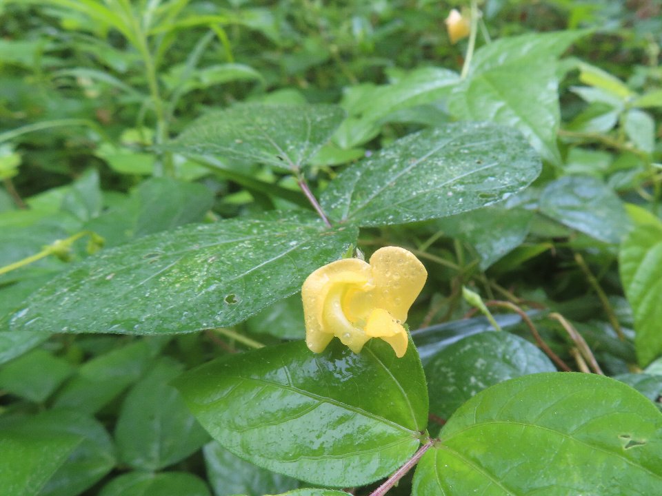 小山内裏公園260905ヤブツルアズキ (1)
