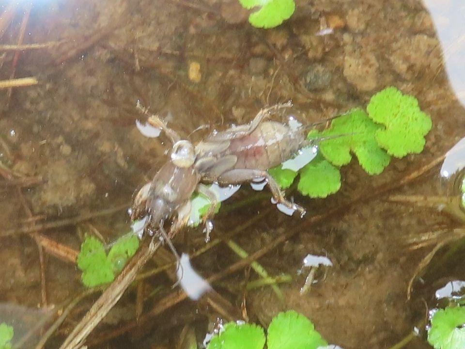 小山内裏公園260913ケラ幼虫