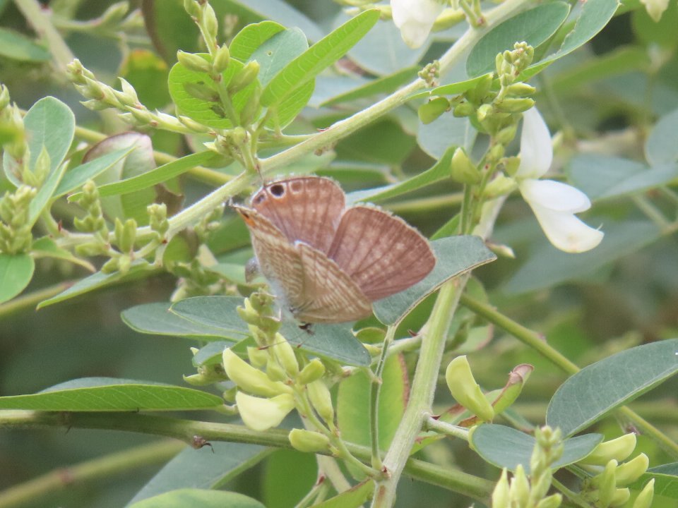 小山内裏公園260918ウラナミシジミ (2)