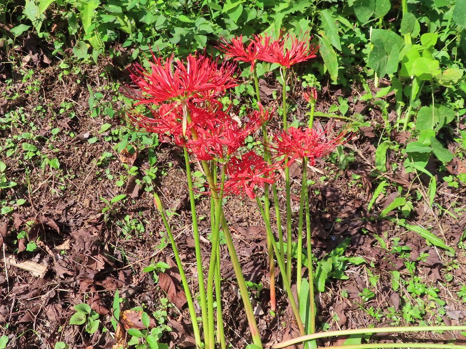 小山内裏公園260918ヒガンバナ (2)