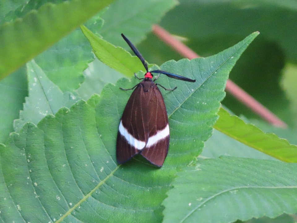 小山内裏公園260918ホタルガ