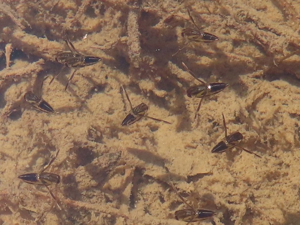 小山内裏公園260925コマツモムシ