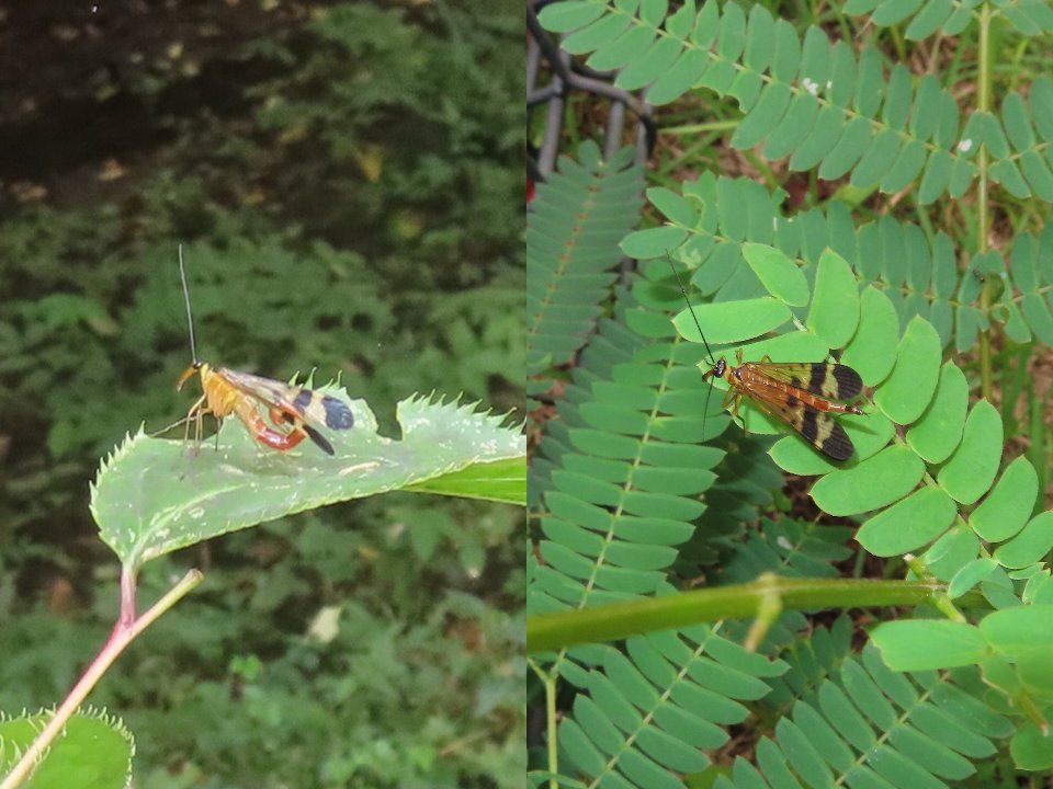 小山内裏公園260925ヤマトシリアゲ紅型♂♀