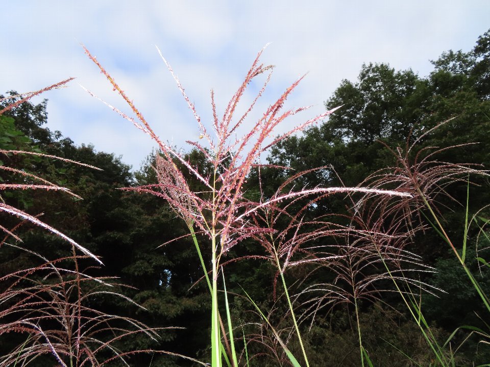 小山内裏公園261003オギ (1)