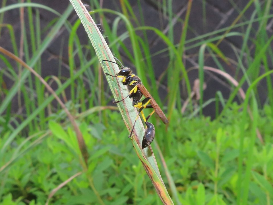 小山内裏公園261003キゴシジガバチ