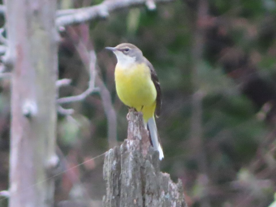 小山内裏公園261003キセキレイ