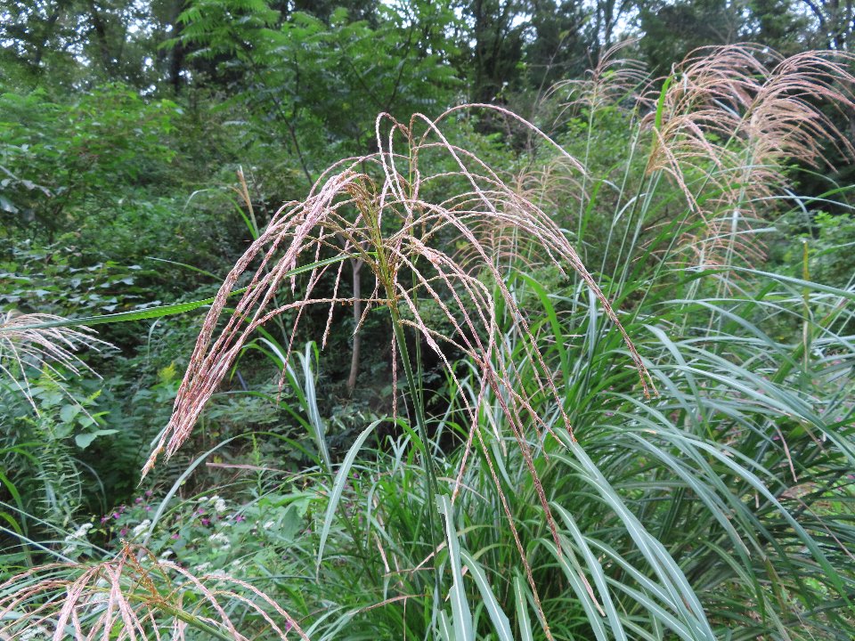 小山内裏公園261003ススキ (1)