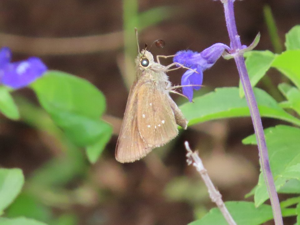 小山内裏公園261003チャバネセセリ