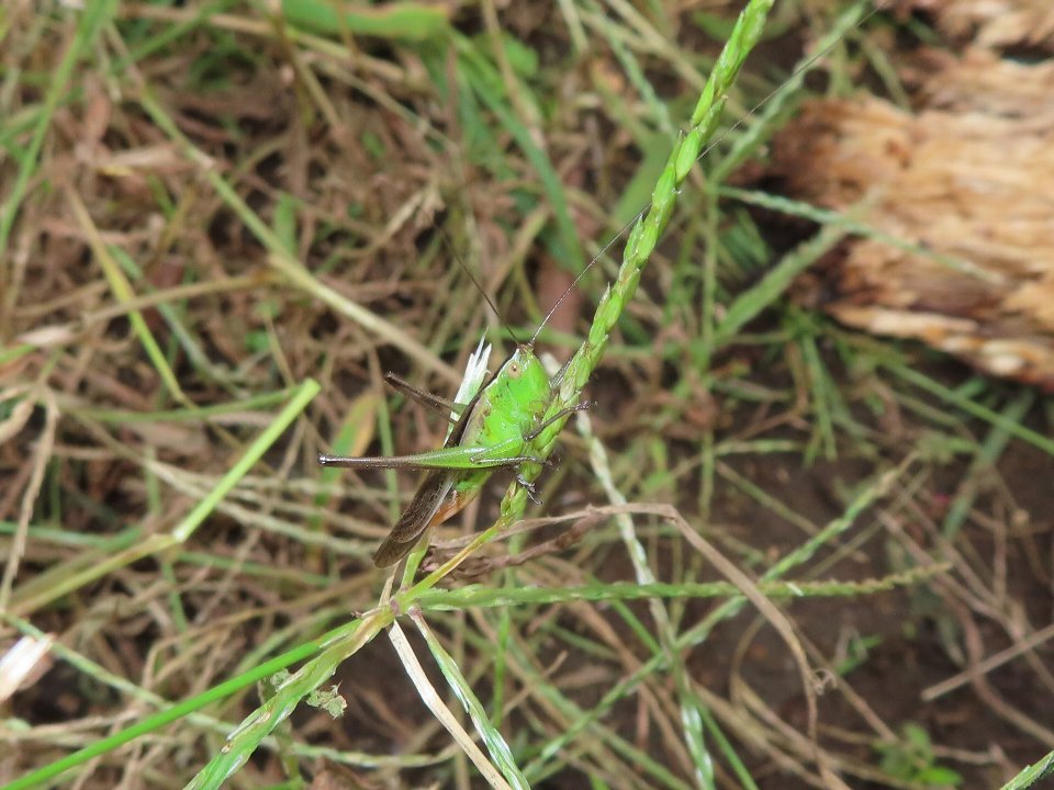 小山内裏公園261003ホシササキリ♀
