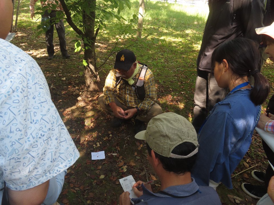 小山内裏公園261011キノコ観察会シロシメジ観察