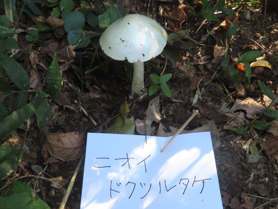 小山内裏公園261011ニオイドクツルタケ