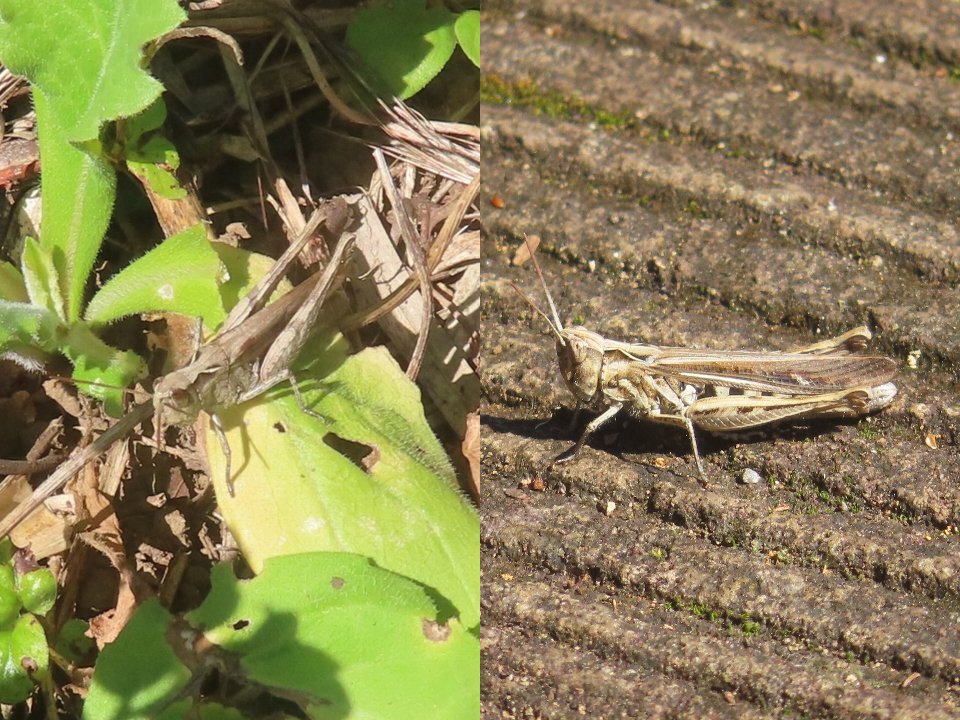 小山内裏公園261011ヒナバッタ♂♀