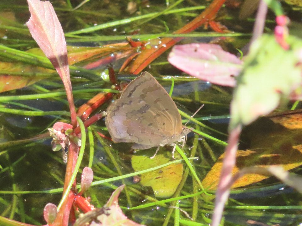 小山内裏公園261011ムラサキシジミ