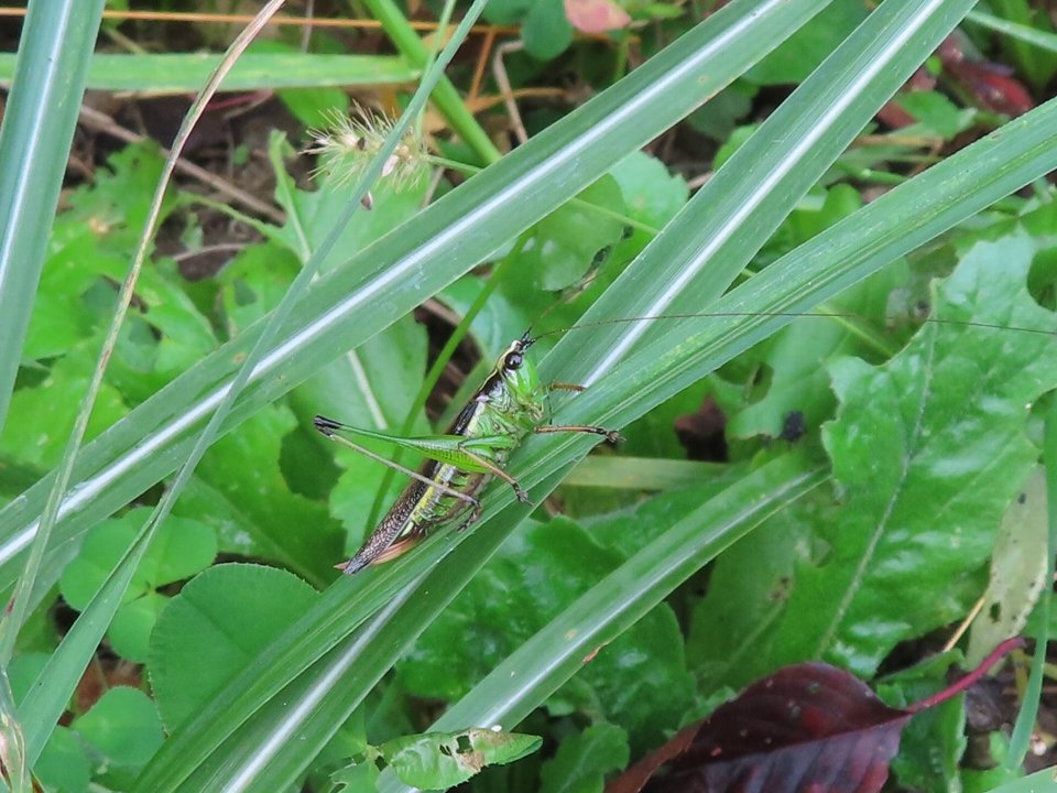 小山内裏公園261020ササキリ