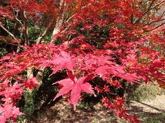 小山内裏公園231210イロハモミジ (1)-thumb-240xauto-110212