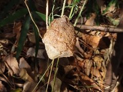 小山内裏公園231210オオカマキリの卵-thumb-240xauto-110214