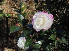 小山内裏公園231210サザンカ (1)-thumb-240xauto-110210