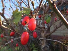 小山内裏公園231210サンシュユ (1)-thumb-240xauto-110208