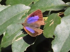 小山内裏公園231210ムラサキツバメ (3)-thumb-240xauto-110217