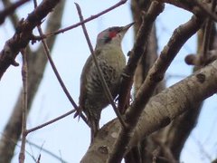 小山内裏公園231224アオゲラ (2)-thumb-240xauto-110460