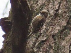小山内裏公園231224コゲラ-thumb-240xauto-110461