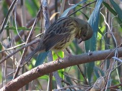 小山内裏公園240106アオジ (1)-thumb-240xauto-110609