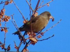 小山内裏公園240106カワラヒワ-thumb-240xauto-110611