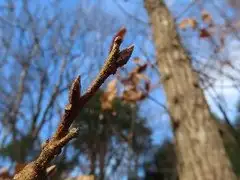 IMG_1995-thumb-240xauto-110262